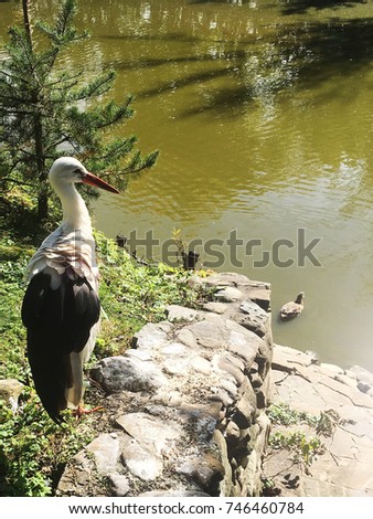 stork. stork near lake and green trees. autumn stork