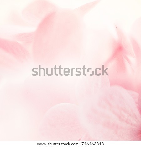 pink flower petals in soft and blurred style for background