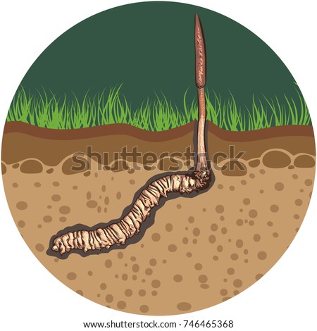 illustration.Painting style. Cordyceps Sinensis In the ground In circle icon.
