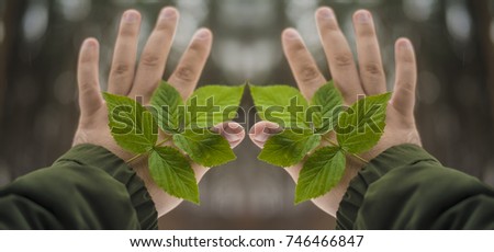 Green leaves of raspberries in male hand on blurred background forest. winter time season
