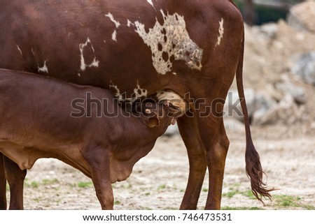 Nursing Calf. watussi calf