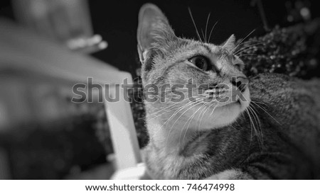 Thai Cat Background