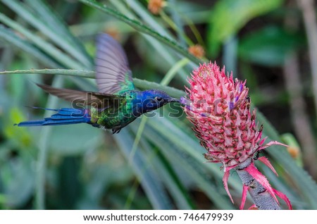 Swallow-tailed Hummingbird feeding on a pineapple inflorescence