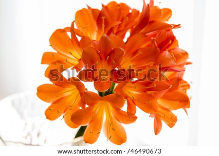 Bunch of orange lilly flowers closeup.
Bouquet of orange flowers in glass vase, light from behind, high angle view.
 Royalty-Free Stock Photo #746490673