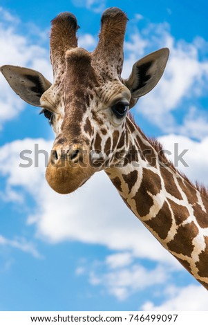 Cute giraffe portrait on a blue sky with clouds background