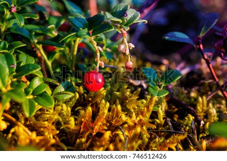 Ripe red lingonberry, partridgeberry, or cowberry grows in mountains pine forest with  moss background. Shallow depth of field.