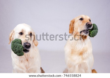 two big dogs on a white background and in the mouth vegetables,two big dogs on a white background, dogs two vegetarians. animal vegetarianism, broccoli, dog and vegetables, health, healthy lifestyle Royalty-Free Stock Photo #746558824