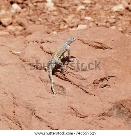 Little Gecko sunbathing and hunting for food in Sedona, Arizona
