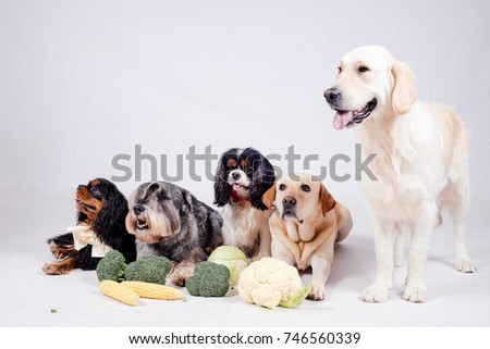 two big dogs on a white background and vegetables Royalty-Free Stock Photo #746560339