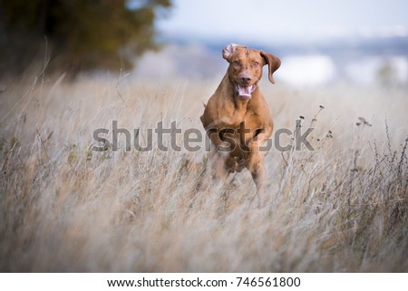 caption of flying running happy dog in autumn time