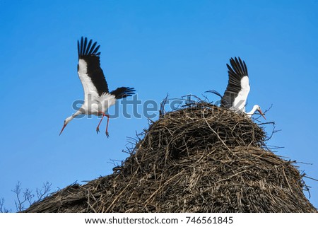 Two flying white stork close-up. Nest of branches 