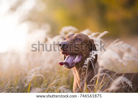 Photo of Head of hungarian hound dog in evening sunset
