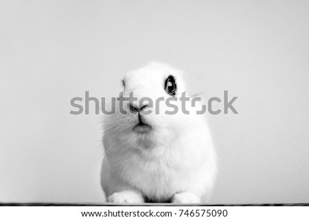 White rabbit on the white background in the studio