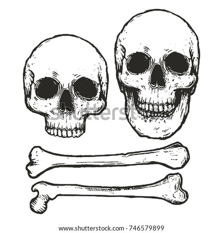 vector illustration of human skeleton/ monochrome skull
