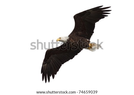 spread wing bald eagle soars across the sky, white background