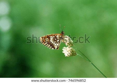 Butterfly on the Little Ironweed growth in the field with blurred background