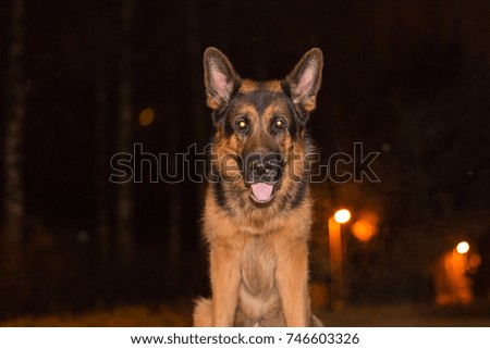 Dog german shepherd on the street in night city