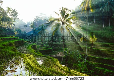 Bali Rice Terraces Royalty-Free Stock Photo #746605723