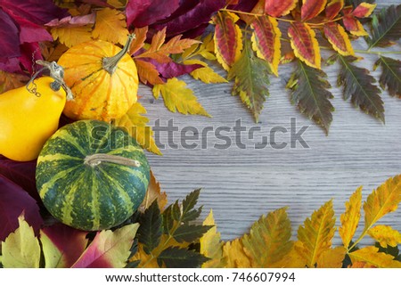 Fall season decoration with pumpkin and foliage colorful leaves