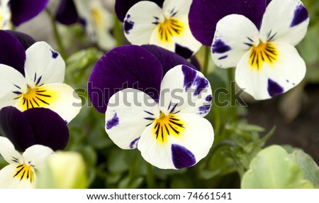 Pansy tricolored flower ( Heartsease or Johnny Jump Ups) Royalty-Free Stock Photo #74661541