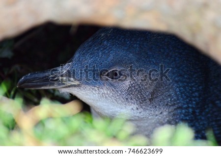 Little Blue Penguin, Katiki Point, Moeraki Peninsula, North Otago, New Zealand.. Royalty-Free Stock Photo #746623699