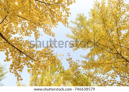 Autumn beautiful ginkgo leaves in the sun, nice autumn scenery