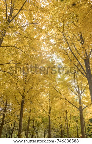 Autumn beautiful ginkgo leaves in the sun, nice autumn scenery