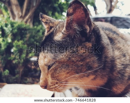 Thai Cat Brown
