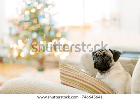 The brown pug sits on the right side of the couch and has blur light celebration on Christmas tree is on the left side of the picture.
