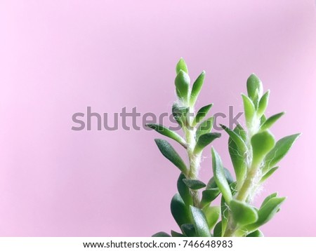 tree on the desk with pink wall background