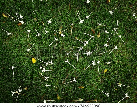 Tiny white flowers on green grass floor. Picture in retro tone.