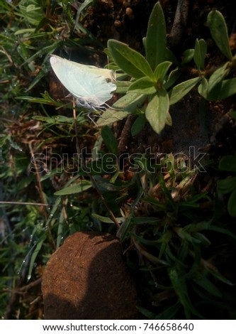 blue butterfly eating