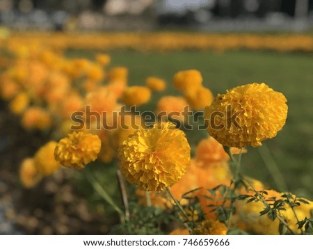 MariGold Flower Field There are a lot of yellow and some focus on some flowers. The mood of the picture is notable. Suitable for use as a background or composed message sent to the people we love.