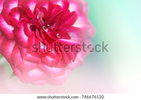 Closed up blooming  Imp rose (Floribunda), white with  red edges, Australian rose, bloom all season in Thailand.  Imp rose flower.