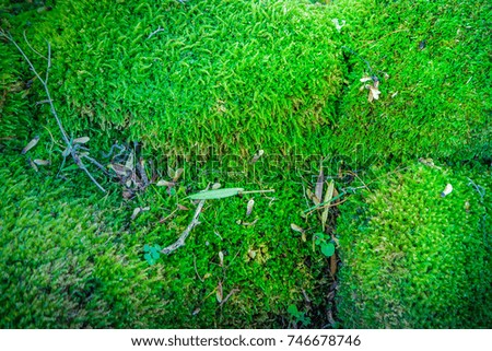 A Green mos cover the rock in forest , Abstract Background