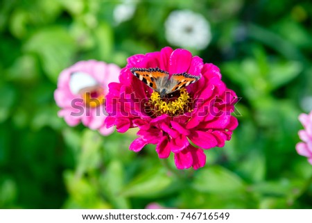 Butterfly hives sitting on a flower of zinnia 