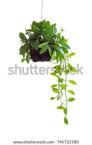 Trees planted in long pots Royalty-Free Stock Photo #746722180