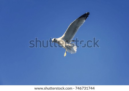 Flying seagulls above the sea