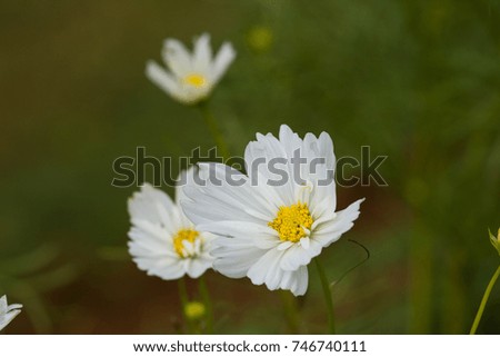 Closeup White flowers  texture. Abstract background