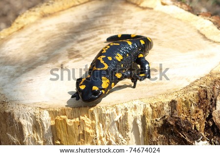 Fire Salamander, Salamandra maculosa