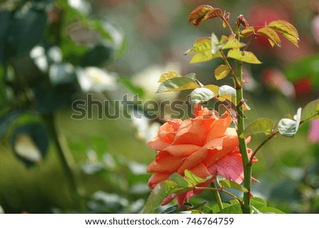 yellow rose and new leaves and raindrops, splendid color and shape