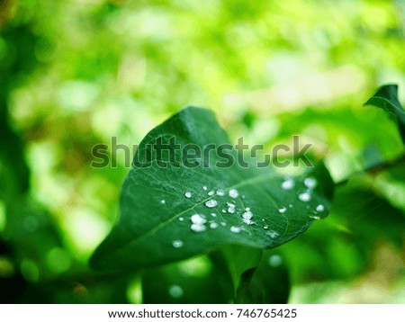 Dew water droplets on green leaf in the early morning with blur nature background