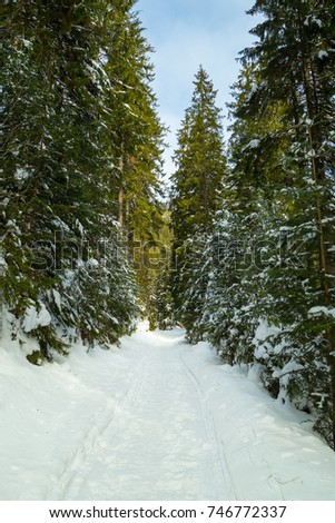 road in the forest in winter 
