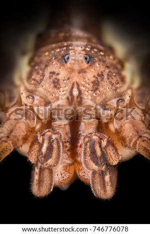 Extreme magnification - Havestman, Shepherd spider, Opiliones Royalty-Free Stock Photo #746776078