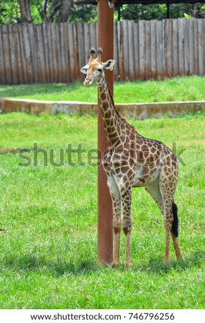 Giraffe feels lonely while standing among the fields.  