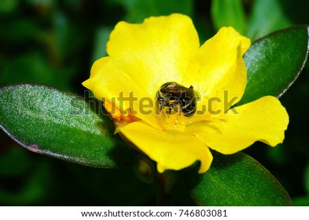 Honey bee collecting nectar on a yellow Japanese Rose flower. Royalty-Free Stock Photo #746803081