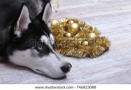 Siberian husky dog near the gift box, colorful balls and Christmas tree.