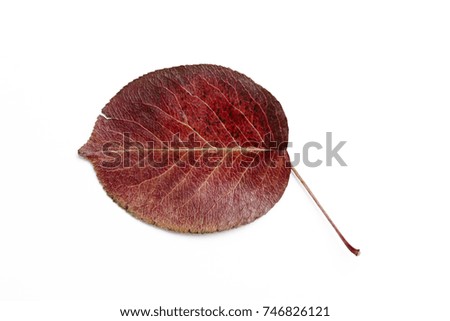 Dry autumn leaf of pear