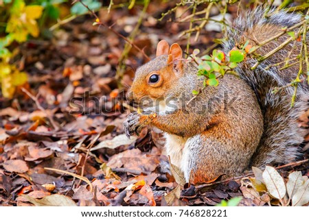 Squirrel eating acorns in Regent's Park of London
