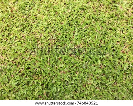 Grass is a type of plant. A common kind of grass is used to cover the ground in a lawn and other places.